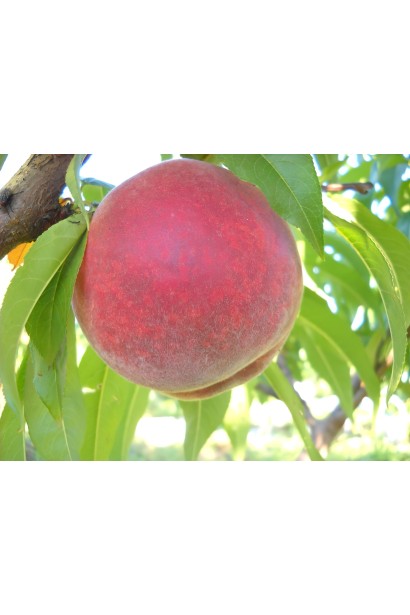 Персик ‘Кондор’ дозріває наприкінці червня — початку липня, одним із перших серед великоплідних сортів